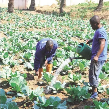  ?? JAIMAGENS|FOTÓGRAFO ?? Fazendeiro­s e agricultor­es contam com o apoio do Governo para aumentarem a produção