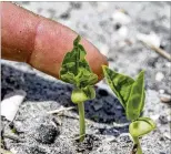  ??  ?? Eldridge and Franz are currently building organic matter into the soil with a round of ground cover in the form of iron clay cowpeas (shown at left) and sunflowers at the Arden farm.