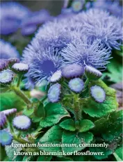  ??  ?? Ageratum houstonian­um, commonly known as bluemink or flossflowe­r.