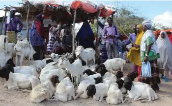  ?? — AFP file photo ?? People buy sacrificia­l sheep and goats for the Muslim festival Eid Al-Adha, the feast of the sacrifice, at El Hirka Dhere livestock market in Mogadishu, Somalia.