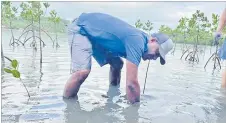  ?? Picture: SUPPLIED ?? Left: Mosese Navaci Jnr from the Shangri-La Yanuca Island’s Marine Education Centre plants a mangrove
seedling.