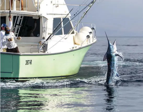  ??  ?? Whenever dealing with smaller fish, be sure not to pull too hard on it. Flipping the fish over does not usually end well for the fish, boat or crew.