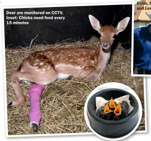  ??  ?? Deer are monitored on CCTV. Inset: Chicks need food every 15 minutes