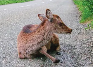  ?? ?? Defenceles­s: A deer stunned by a car. Other creatures are equally at risk