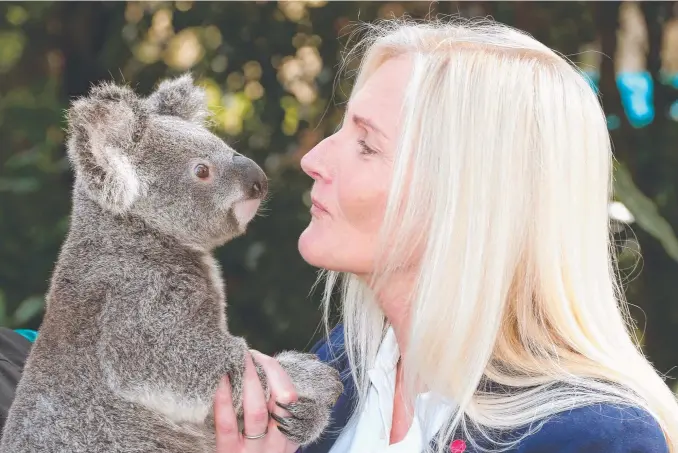  ??  ?? Division 12 Councilor Pauline Young with Targaryen the koala at Currumbin Wildlife Hospital. Picture: MIKE BATTERHAM