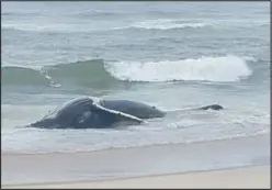  ?? MARINE MAMMAL STRANDING CENTER ?? Carcass of humpback whale lies in surf off Long Beach Island in New Jersey on Thursday.