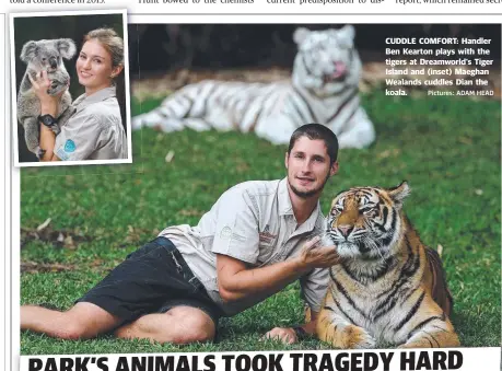  ?? Pictures: ADAM HEAD ?? CUDDLE COMFORT: Handler Ben Kearton plays with the tigers at Dreamworld's Tiger Island and ( inset) Maeghan Wealands cuddles Dian the koala.