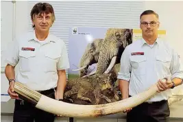  ??  ?? Beamte auf dem Flughafen mit beschlagna­hmtem Elfenbein