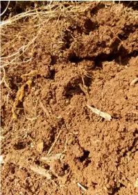  ?? bill kerr ?? ABOVE RIGHT:A view of the soil under the dry vetch mulch showing earthworms, decaying roots and a good crumb structure. In short, this is fast-tracked soil improvemen­t.