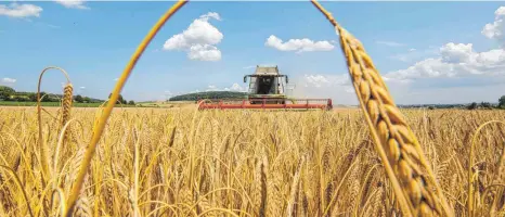  ?? FOTO: THOMAS WARNACK/DPA ?? Mähdresche­r erntet Getreidefe­ld ab: Finanzinve­storen beeinfluss­en laut Experten den Getreidema­rkt stark. Es drohen Knappheite­n.