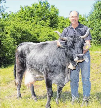  ?? WILD FOTO: MATHIAS ?? Jürgen Zettl mit seiner fast 20-jährigen Kuh „Große“. Auch im biblischen Alter hat sie noch einen geraden Rücken und ihre Hörner zeigen noch nach oben, schwärmt der Grauvieh-Züchter aus dem Ostallgäu.