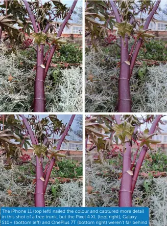  ??  ?? The iPhone 11 (top left) nailed the colour and captured more detail in this shot of a tree trunk, but the Pixel 4 XL (top[ right), Galaxy S10+ (bottom left) and OnePlus 7T (bottom right) weren’t far behind