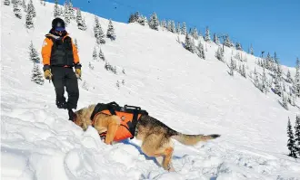  ??  ?? It takes about two years of training and testing before a dog is validated by the Canadian Avalanche Rescue Dog Associatio­n. Yearly training is required to keep that validation current.