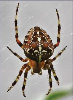  ??  ?? The common and beautifull­y patterned Garden Spider has a distinguis­hing cross-shaped mark at the front of its abdomen.