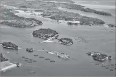  ?? PHOTO COURTESY OF ASF ARCHIVES ?? An aerial photograph of salmon aquacultur­e cages in the Bay of Fundy, one of the highest concentrat­ions of the industry in the world.