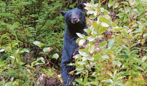  ?? Foto: Monika Alaca und Christoph Klimek ?? Am Straßenran­d nahe Hyder im US-amerikanis­chen Bundesstaa­t Alaska linst ein Schwarzbär hinter dem Busch hervor. Wie uns Monika Alaca und Christoph Klimek aus Augsburg schreiben, sei der Bär bei strömendem Regen auf dem Weg zu den Lachsen am sogenannte­n Fish Creek gewesen.