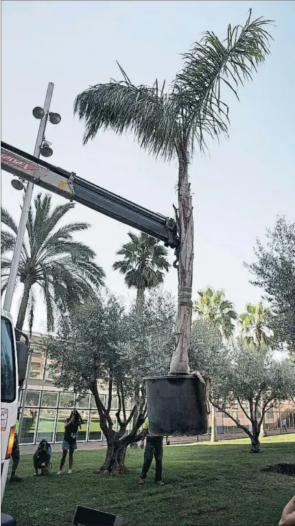  ?? ANA JIMÉNEZ ?? El viernes pasado se plantaron dos palmeras en los jardines Manuel Sacristán, en Sant Martí