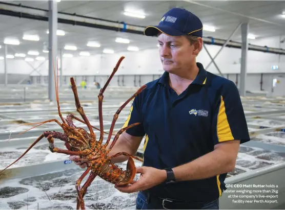  ??  ?? GFC CEO Matt Rutter holds a lobster weighing more than 2kg at the company’s live-export facility near Perth Airport.