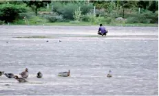  ??  ?? An intruder setting a snare to capture birds in Korakulam. Pix by Dr. Sampath Seneviratn­e