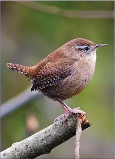  ??  ?? For such tiny birds, Wrens have amazingly loud even shrill songs.