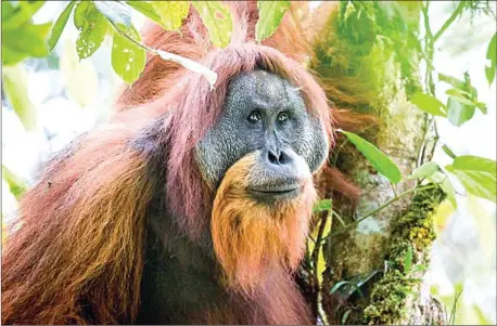  ?? MAXIME ALIAGA/IUCN ?? The Tapanuli orangutan, one of the three surviving orangutan species, is the rarest great ape species on Earth.