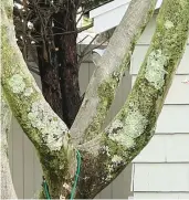  ?? JESSICA DAMIANO/AP ?? Light green masses known as lichens grow on a maple tree on Long Island, New York.