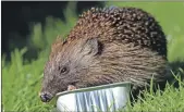  ??  ?? A hedgehog in Elaine’s garden, taken by her partner Mike Holder a few days ago.