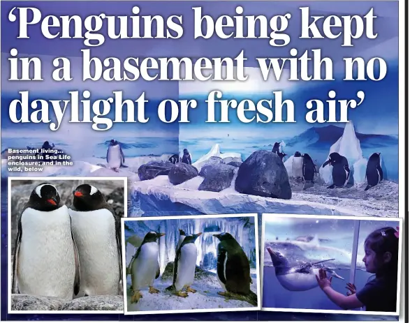  ?? ?? Basement living... penguins in Sea Life enclosure; and in the wild, below
Pictures: FREEDOM FOR ANIMALS