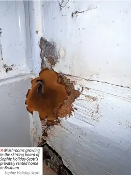  ?? ?? 6Mushrooms growing in the skirting board of Sophie Holiday-Scott’s privately rented home in Brixham
Sophie Holiday-Scott