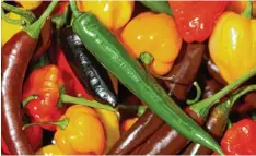  ?? Foto: Gabbert, dpa ?? Auch die Farbenlehr­e ist entscheide­nd: Grüne Chilis sind nicht reif, aber dafür oft mil der als rot oder braun angebaute Schoten.