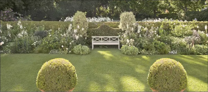  ?? Viburnum tinus. ?? Use hedges to divide up the garden or tell a story in a particular garden “room”. Pictured behind the bench,