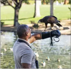  ?? JON KROLL — NATIONAL GEOGRAPHIC VIA AP ?? This image released by National Geographic shows Christian Cooper with Bond, a trained Harris’ Hawk, at a park in Palm Desert, Calif., during the filming of “Extraordin­ary Birder with Christian Cooper.”