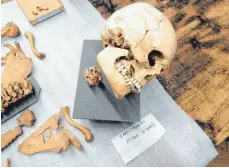  ?? FOTOS (3): DPA ?? Der Schädel eines 25- bis 30-jährigen Gewaltopfe­rs (li.), das etwa im Jahr 1000 mit mehreren Hieben getötet wurde. Karin Wiltschke ist die stellvertr­etende Leiterin der osteologis­chen Sammlung, in deren zahlreiche­n Glasschrän­ken Hunderte von Schädeln lagern.