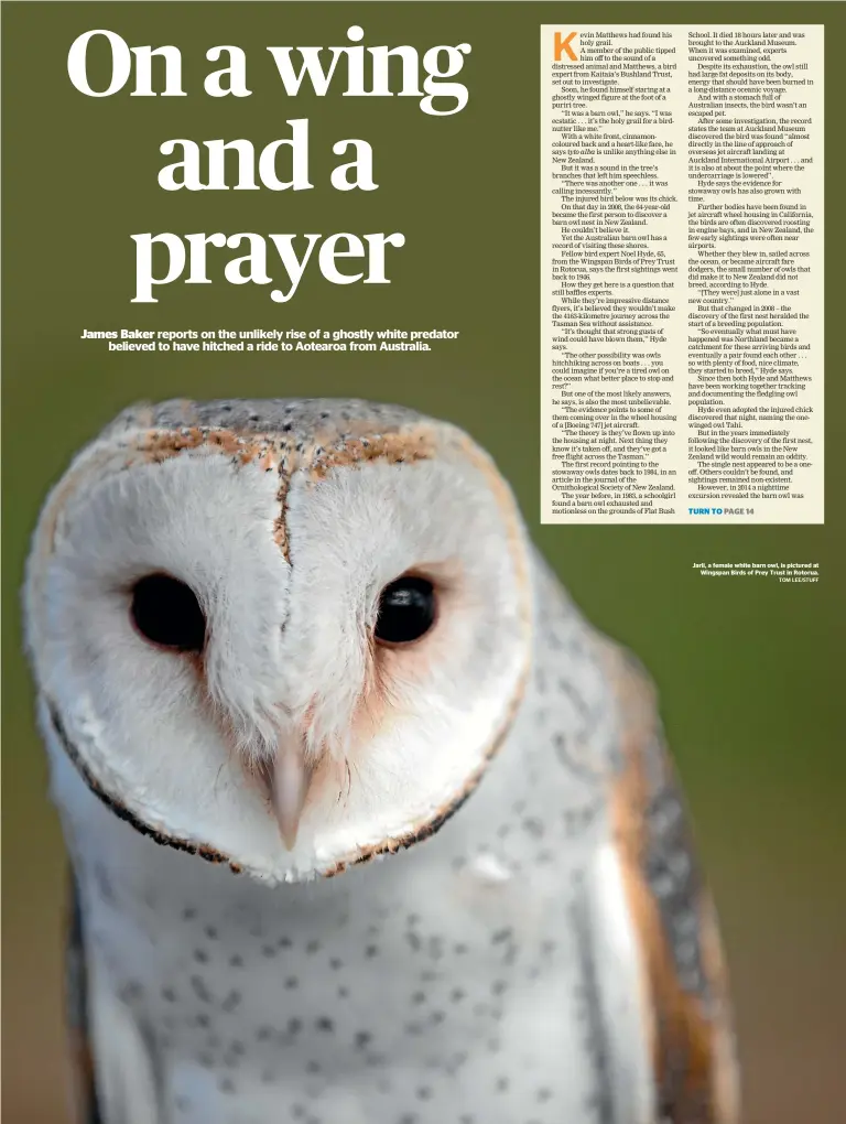  ?? TOM LEE/STUFF ?? Jarli, a female white barn owl, is pictured at Wingspan Birds of Prey Trust in Rotorua.