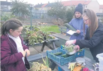  ??  ?? Growing their own Pupils hard at work rounding up the harvest produce