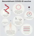  ??  ?? A recombinan­t Covid-19 vaccine infographi­c supplied by CSL