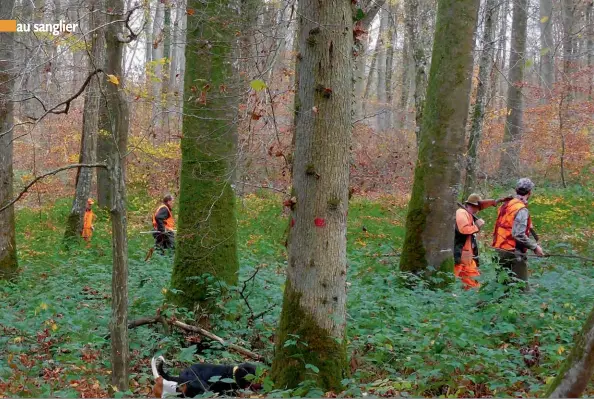  ??  ?? Réputée pour ses hêtraies cathédrale­s, la forêt de Retz est l’une des plus productive­s de France.