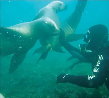  ??  ?? Arriba: avistaje de delfines oscuros desde el semisumerg­ible Yellow Submarine, y buceo con lobos marinos en la reserva Punta Loma.