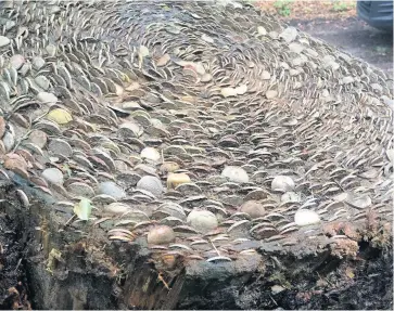  ??  ?? Ring of silver The Hermitage has several stumps in which visitors have embedded thousands of coins in the decaying wood ‘for luck’