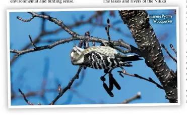  ??  ?? Japanese Pygmy Woodpecker