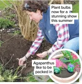  ??  ?? Plant bulbs now for a stunning show this summer
Agapanthus like to be packed in