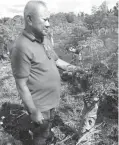  ??  ?? PERENNIAL CROP - Albert Cachuela of Orchard Valley poses with malunggay tree that is drasticall­y pruned for easy harvesting.