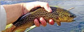  ?? ?? A day of catch-and-release fishing at the Fish Springs Ditch is likely to land the angler everything from a beautiful, wild brown trout to a rainbow that’s escaped the hatchery. LADWP leases land to the DFW for three local hatcheries, including Fish Springs Hatchery.