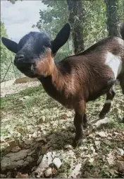  ?? (Photo DR) ?? La jeune chèvre naine récupérée à Cagnes-sur-mer après avoir été évacuée d’un véhicule va être adoptée.