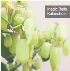  ??  ?? Magic Bells Kalanchoe