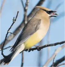  ?? CHRIS KIEZ ?? The Cedar Waxwing is a common summer breeder in the Ottawa-Gatineau district and eats a variety of insects.