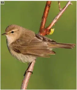  ??  ?? 11 Siberian Chiffchaff (Kazakhstan, 31 May 2014). This spring Siberian Chiffchaff looks basically brown and might suggest a Dusky Warbler more than a Common Chiffchaff. However, note the only moderately prominent superciliu­m, subtle green hues in the wing and tail feathers and, of course, the typically black legs.