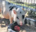  ?? Courtesy / Animal Care Services ?? A spotted pig, Hamantha, was found on a Northwest Side street Wednesday.
