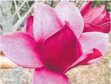  ?? ?? Below, Magnolia Summer Magic delivers beautiful blooms twice a year.