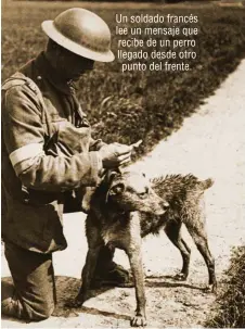  ??  ?? Un soldado francés lee un mensaje que recibe de un perro llegado desde otro punto del frente.